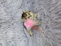 Ayı surat prenses kedim yeni ailesini arıyor