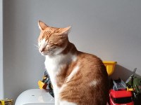 iki kardeş kedilerimizi sahiplendirmek istiyoruz.