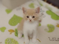 British shorthair gold