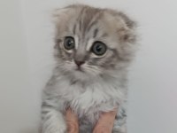 2 aylık scottish fold yavrular