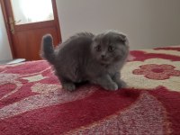 2 aylık scottish fold yavrularımıza yuva arıyoruz