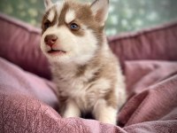 SAFKAN HUSKY YAVRULARI