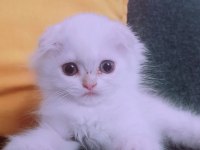 İstanbul içinde ulaşımını sağlıyorum british longhair