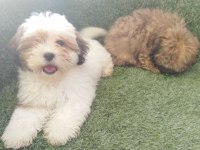 Shih poo bebekler