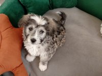 Yavru terrier maltese
