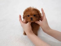 KORE TEACUP MALTİPOO YENİ YAVRULARIMIZ