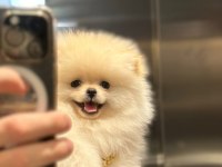 Ayı Surat pomeranian boo erkek dişi