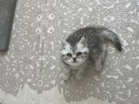 Ns 11 silver scottish fold bebeklerim