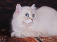 British Longhair Dişi