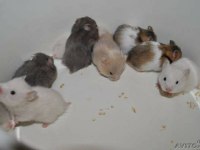 Aynı Gün Adrese Teslim Hamster Yavru Ve Setleri