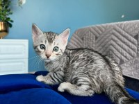 Ruhastlı Ciftlikten Orjinal Silver Bengal Yavrular