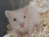Saf Teddy Bear Hamster Yavruları