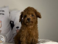 Dişi Kore poodle