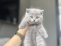 Brıtısh Shorthair Sevimli Yavrularım