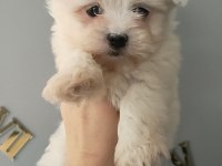 Maltese bebekler