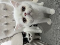 Exotic shorthair ve longhair yavru
