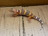 Her morph leopard gecko