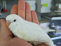 Beyaz muhabbet kuşu takım albino