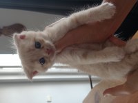 Scottish fold yavru