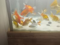 Toplu Alımda İndirim Yaparım Oranda Koi Teleskop