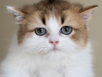 3 aylık Safkan British Longhair bicolor By11 03