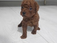 Kore toy poodle