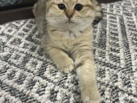 Scottish fold yavrumuz yeni yuvasını arıyor