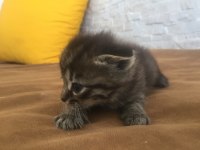 Scottish fold kırık kulak