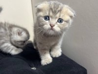 safkan scottish fold yavruları