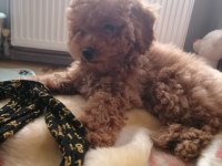 50 günlük toy poodle teacup küçük boy bebeklerim