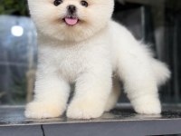 Irk ve sağlık garantili pomeranian boo bebekler