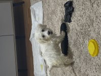 3 aylık maltese terrier