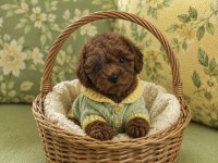 Ev Üretimi Ful Garantili Orjinal Toy Poodle