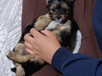 Yorkshire Terrier Yorki