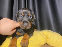 Üst kalite estetikli Doberman yavrularımız