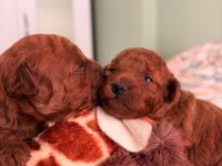 Kore Teacup Ve Toy Poodle Yavruları