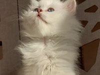 Show british longhair yeni yuvasını bekliyor