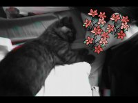 3,5 aylık british shorthair kedimiz sahiplendirilecektir
