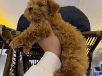 RED BROWN AŞILI KORE MALTİPOO WC PET EĞİTİMLİ