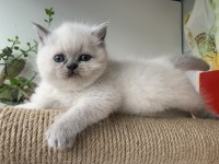Yavru british longhair