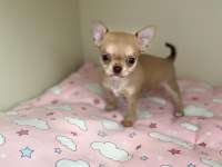 anne altından chihuahua (şivava) bebekler