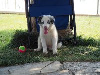 Bluw Merle Border Collie