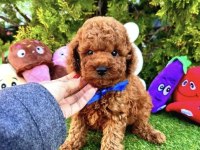 IRKININ EN GÜZEL TOY POODLE BEBEKLERİ