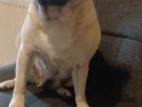 PUG KIZIMIZA EŞ ARIYORUZ (DETAYLAR İÇERİDE)