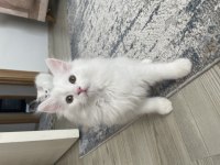 British longhair