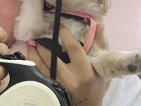 Bebek Maltipoo
