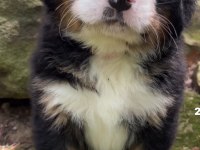 Bernese Mountain Dog