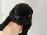 Gül Kuyruk Pug Mops Yavrular