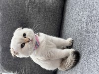 Akıllı uysal scottish fold