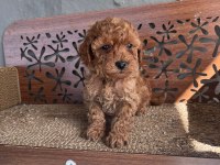 TR NİN EN İYİ ANNE BABASINDAN POODLE